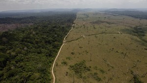 Amazonský dažďový prales prišiel o ochranu. Vláda v ňom povolila ťažbu